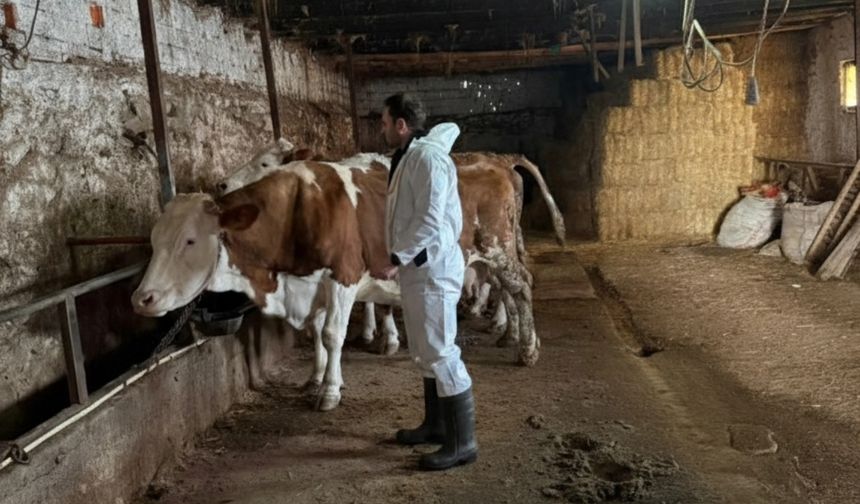 Üreticiler Dikkat! Sorgun’da Şap Aşı Takvimi Resmen Başladı