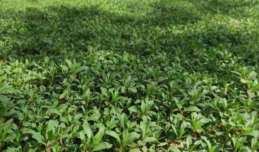 Dağlardan Sofralara: Yozgat’ta Madımak Sezonu Açıldı