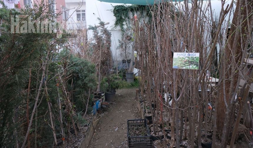 İlkbaharla Birlikte Hareket Başladı: Yozgat’ta Fidan Satışlarında Yeni Dönem Başladı