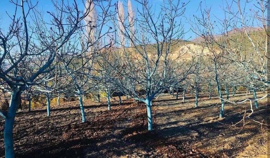 Sarıkaya'da Bahar Hazırlıkları Başladı: Çiftçilere Bordo Bulamacı Uyarısı