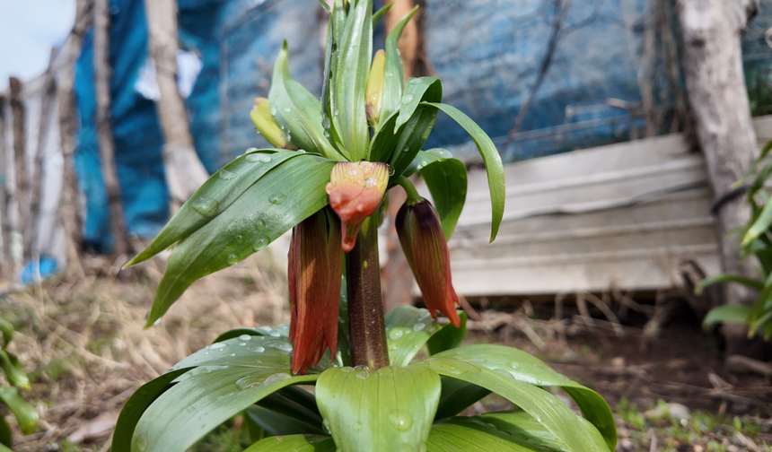 Ters Lale Koparmanın Cezası 700 Bin Lira! "Yılın Sadece 20 Günü Yaşıyor"