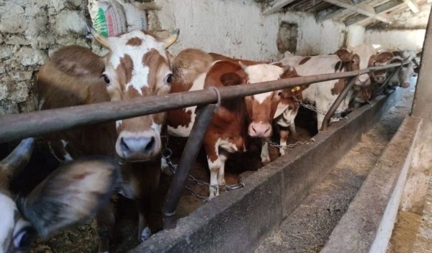 Yozgat Yerköy'de Köylerde Aşılamalar Sürüyor