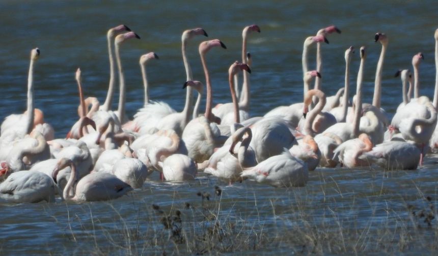 Yozgat Gelingüllü Barajı’nda Jandarma Kuşların Koruyucusu Oldu