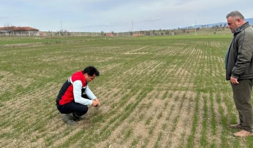 Yozgat Tarım ve Orman Müdürlüğü Uyardı: Hububat Tarlalarında Kritik Önem