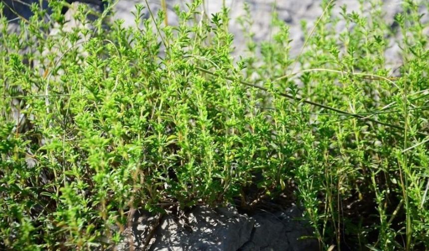 Yozgat’ta Kekik Toplama Tartışması: Köylülerden Uyarı