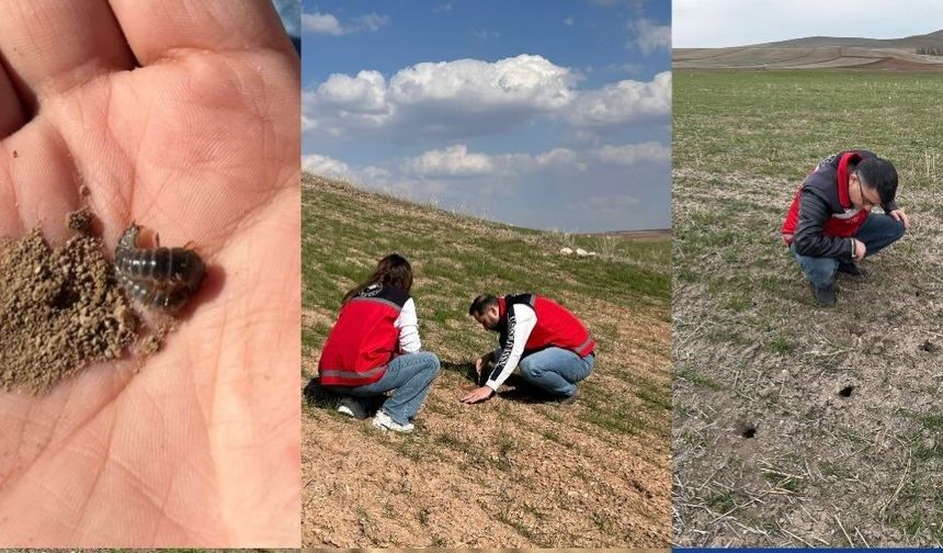 Tarlalarda sessiz tehdit: Yozgat’ta ekipler alarma geçti