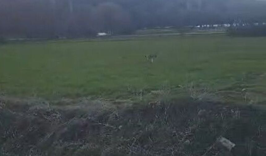 Akdağmadeni'nde Nesli Tükenmekte Olan Vaşak Görüldü