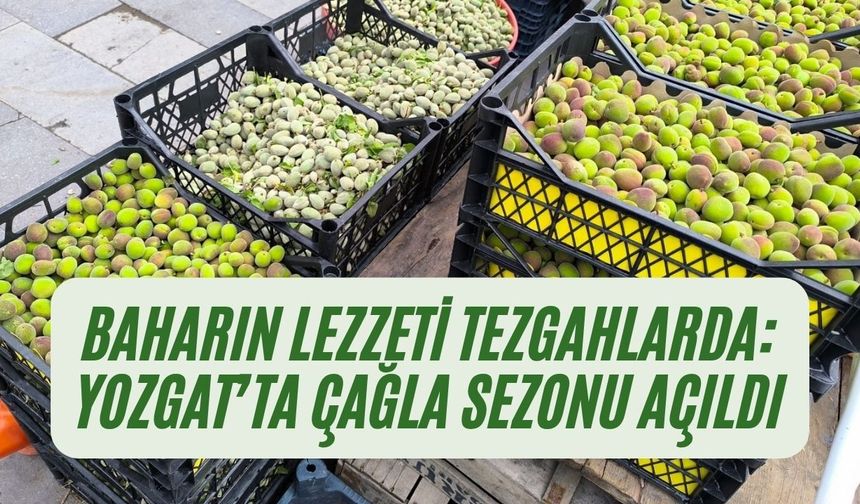 Baharın Lezzeti Tezgahlarda: Yozgat’ta Çağla Sezonu Açıldı