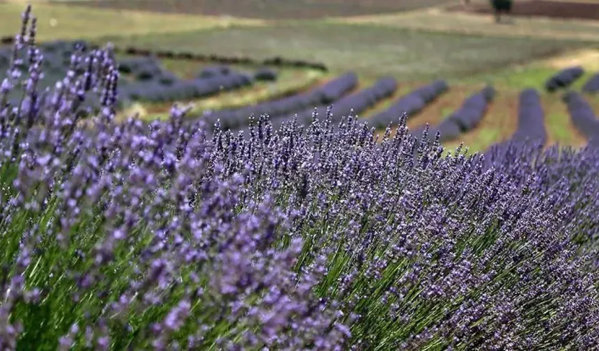 Çekerek'ten Sonra Sorgun'da Lavanta Kokacak
