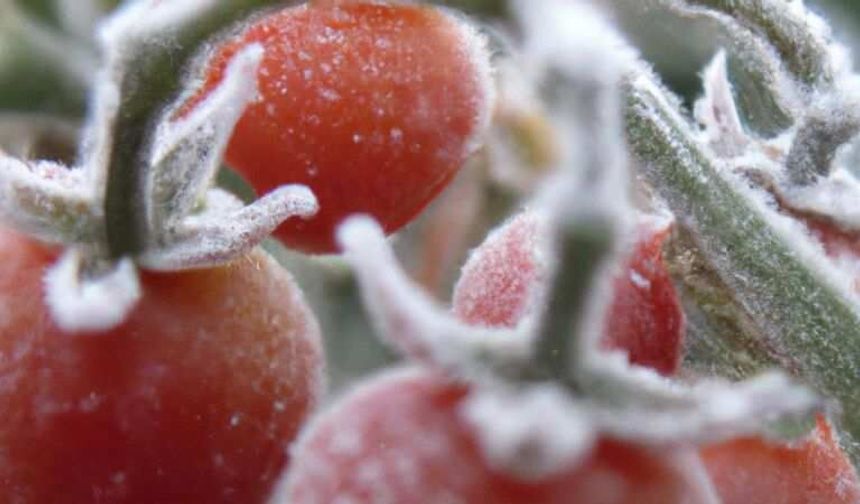 Çiftçiler Aman Dikkat! Yozgat'a Don Uyarısı Verildi