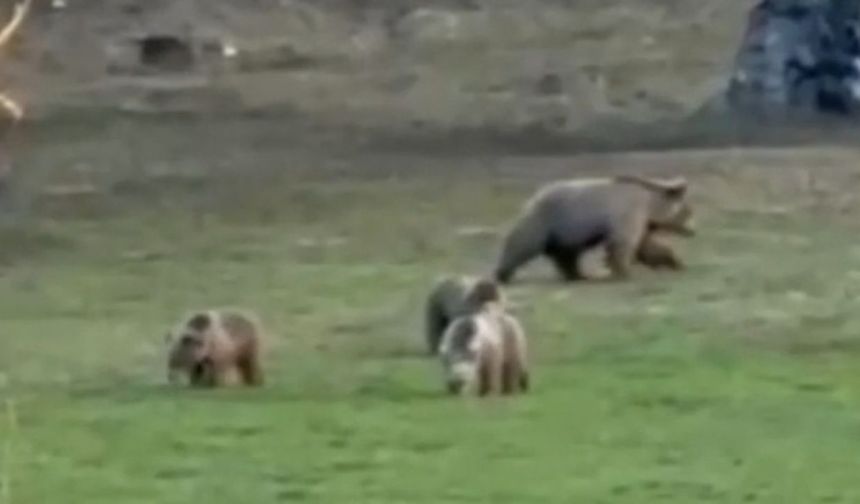 Doğal Yaşamın Sürpriz Misafirleri: Bozayı Ailesi Yozgat’ta Görüntülendi