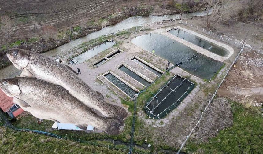 Yozgat’ta Balık Üretiminde Rekor Yükseliş: Aylık Üretim 1 Tona Ulaştı
