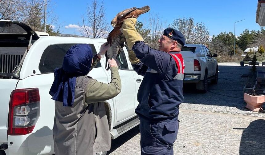 Yozgat’ta Doğaya Umut! Yaralı Kızıl Şahin Koruma Altına Alındı