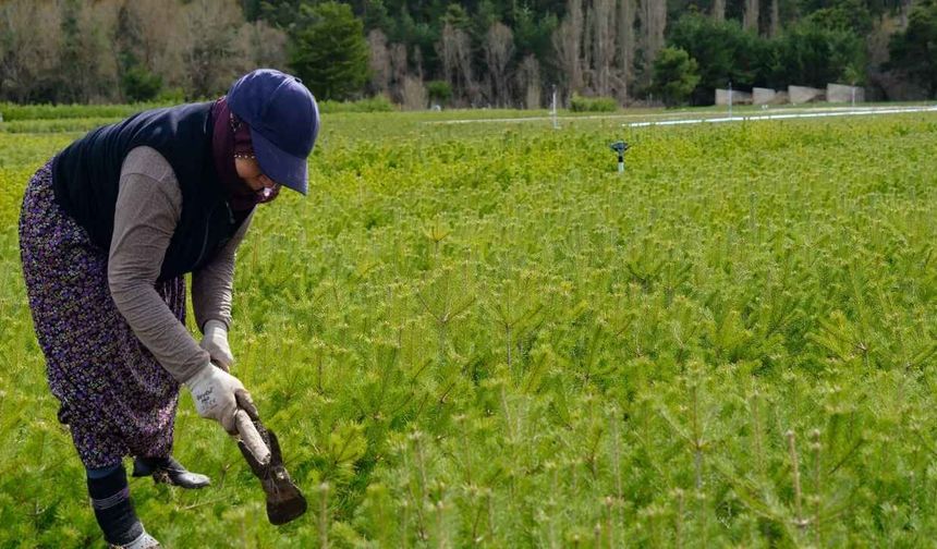Yozgat’ta Kadın Eliyle Yetişen Milyonluk Yeşil Güç