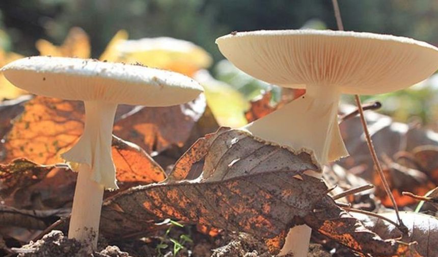 Yozgat’ta ‘Lezzet’ Sandığınız Şey Sonunuz Olabilir! Valilikten Çok Sert Uyarı