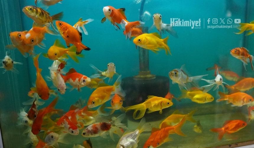 Yozgat’ta Pet Shop Rekabeti Kızıştı: Küçük Şehirde Satışlar Geriliyor