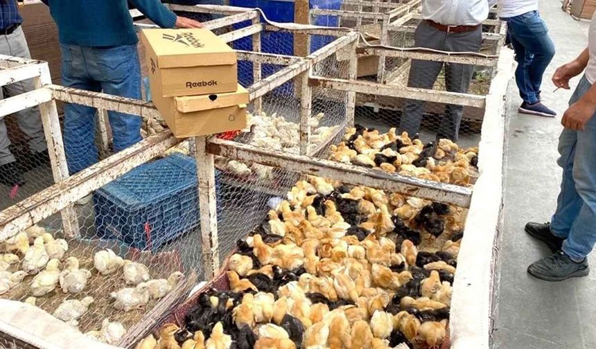Yozgat’ta Sezon Açıldı: Minik Civcivler Pazarı Şenlendirdi