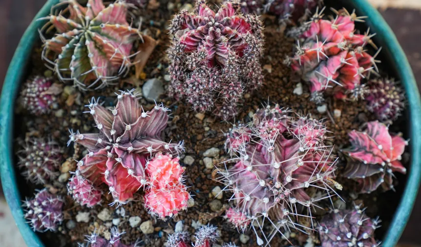 Yozgat’tan Yaz Öncesi Uyarı: Kaktüsler İçin Hayati Bakım Önerileri Paylaşıldı