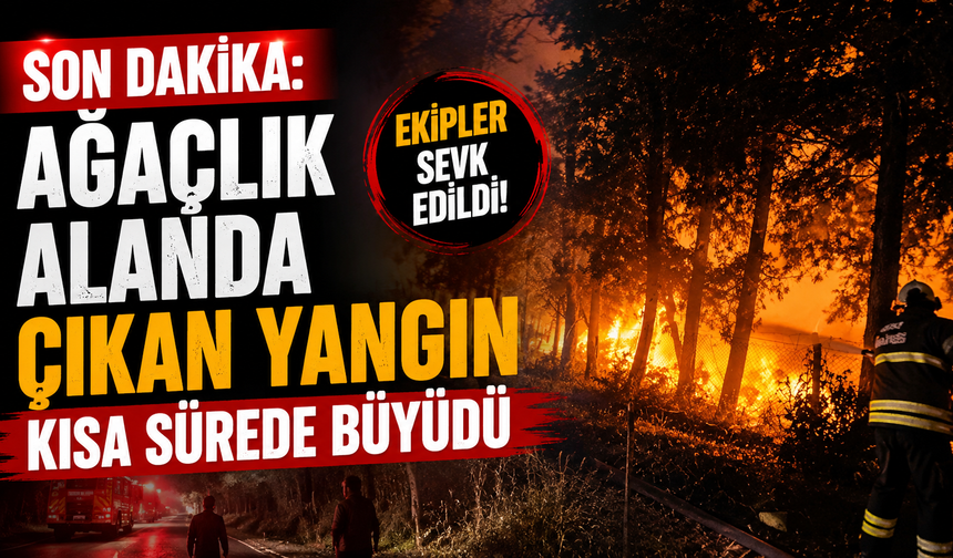 Son dakika: Ağaçlık alanda çıkan yangın kısa sürede büyüdü
