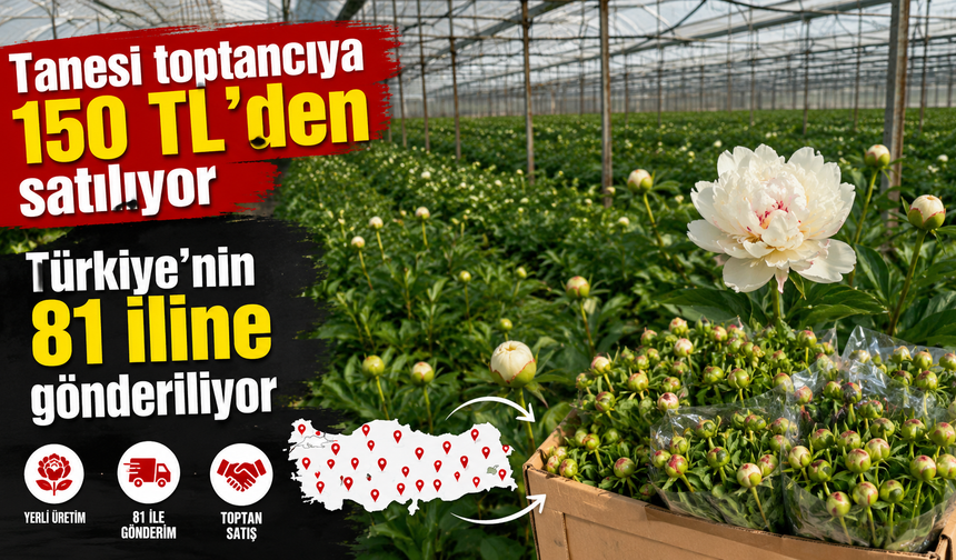 Tanesi toptancıya 150 TL’den satılıyor, Türkiye’nin 81 iline gönderiliyor