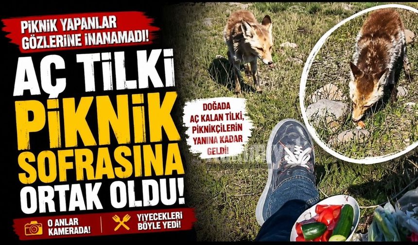 Aç Tilki Piknik Sofrasına Ortak Oldu