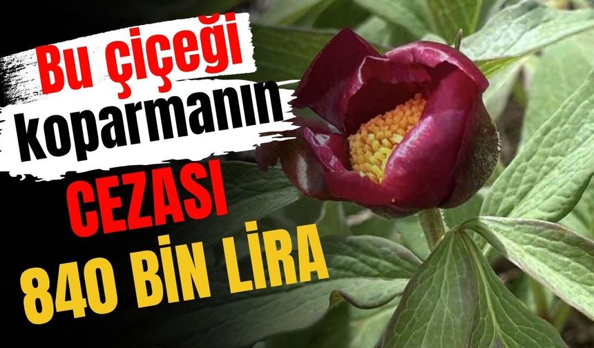 Bu çiçeği koparmanın cezası 840 bin lira