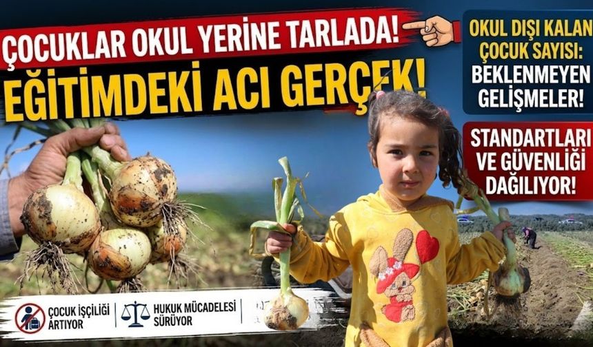 Mevsimlik tarım işçisi çocukları Adana tarlalarında çalışıyor