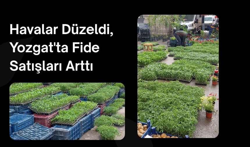 Havalar Düzeldi, Yozgat'ta Fide Satışları Arttı