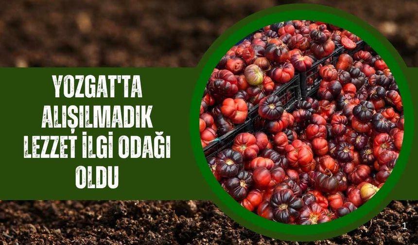 Yozgat'ta Alışılmadık Lezzet İlgi Odağı Oldu