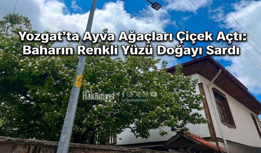 Yozgat’ta Ayva Ağaçları Çiçek Açtı: Baharın Renkli Yüzü Doğayı Sardı