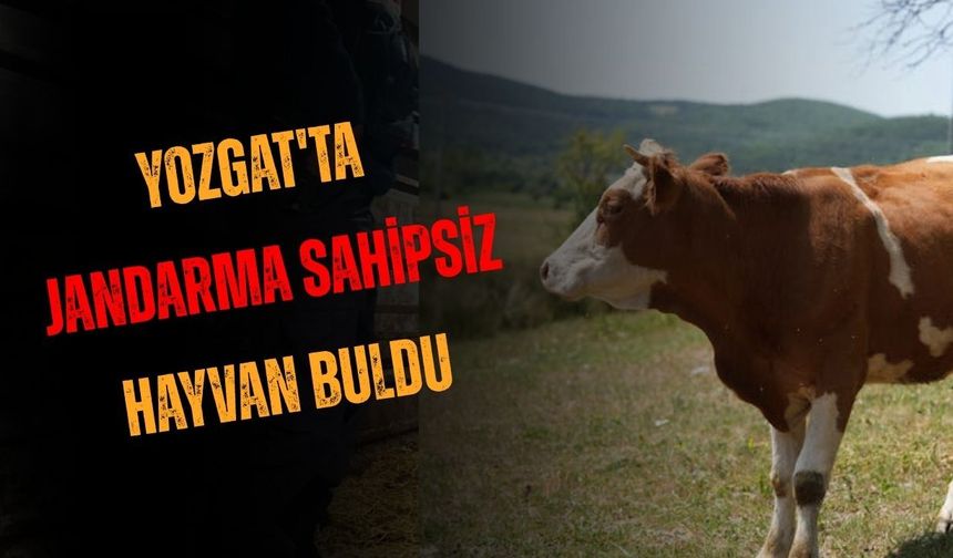 Yozgat'ta Jandarma Sahipsiz Hayvan Buldu