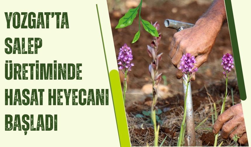 Yozgat’ta Salep Üretiminde Hasat Heyecanı Başladı