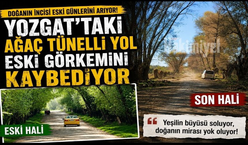 Yozgat’taki Ağaç Tünelli Yol Eski Görkemini Kaybediyor