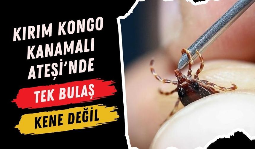 Kırım Kongo Kanamalı Ateşi'nde Tek Bulaş Kene Değil!