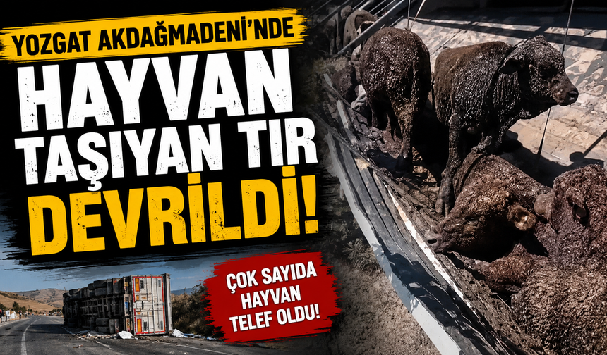 Yozgat Akdağmadeni'nde Hayvan Taşıyan Tır Devrildi