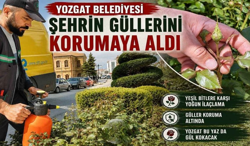 Yozgat Belediyesi Şehrin Güllerini Korumaya Aldı