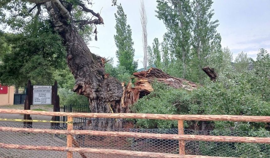 Yozgat Çekerek'te 200 Yıllık Ulukavak Anıt Ağacı Devrildi
