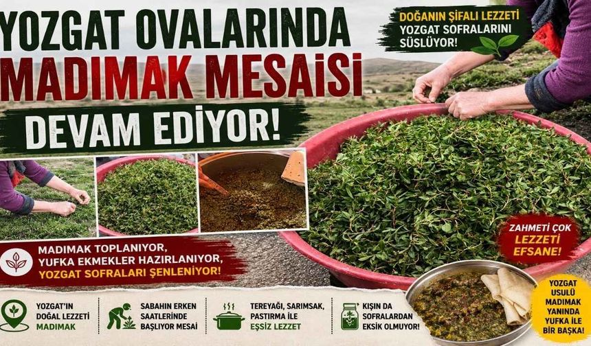 Yozgat Ovalarında Madımak Mesaisi Devam Ediyor