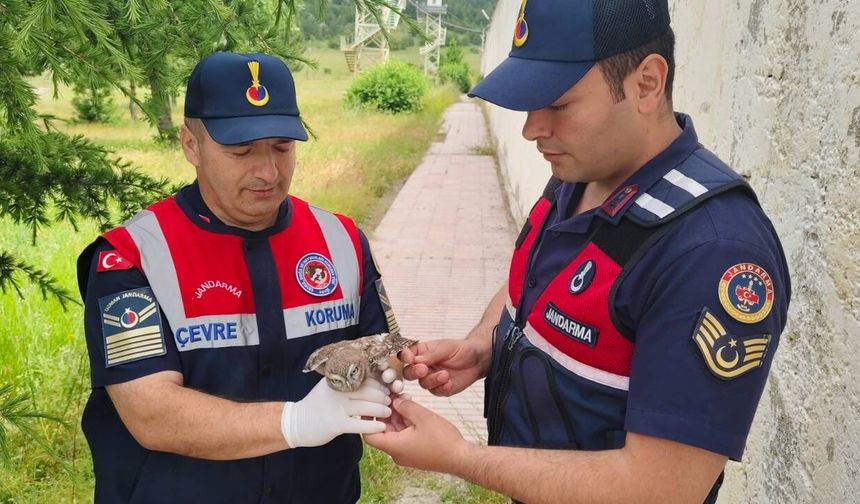 Yozgat'ta Çatıdan Düşen Yaralı Yavru Baykuşa Jandarma El Uzattı
