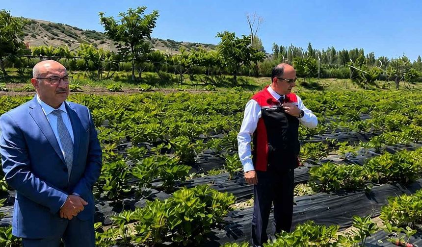 Yozgat’ta Çilek Üretiminde Kendini Kanıtlıyor