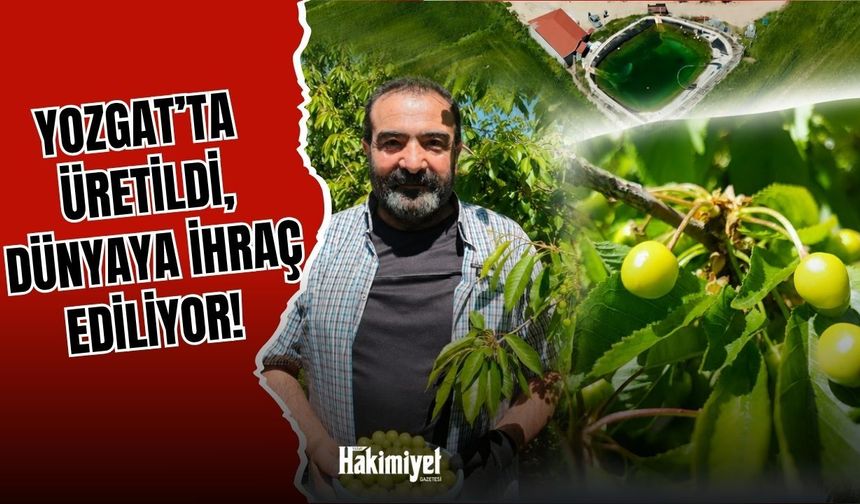Yozgat'ta Üretildi, Dünyaya İhraç Ediliyor!