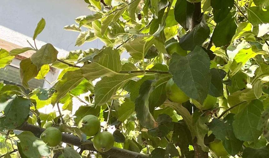 Yozgat'ın Köylerinde Doğanın Bereketi Dallara Yansıdı