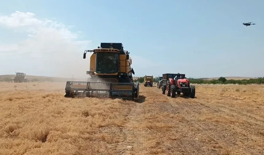 Türkiye'de tonlarca üretiliyor! Kıraç arazide hasat zamanı