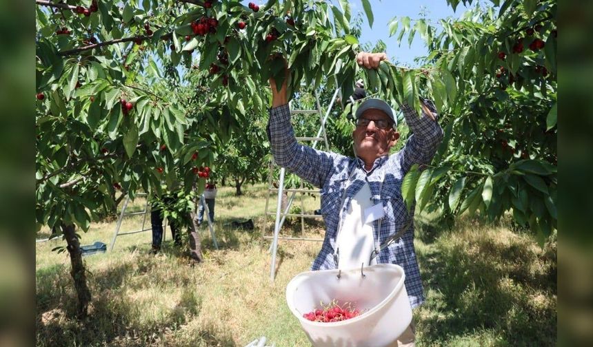 Yozgat'ta 5 Bin Dönümlük Dev Meyve Bahçesinde Hasat Başladı: Rekor Verim Avrupa'ya İhraç Ediliyor