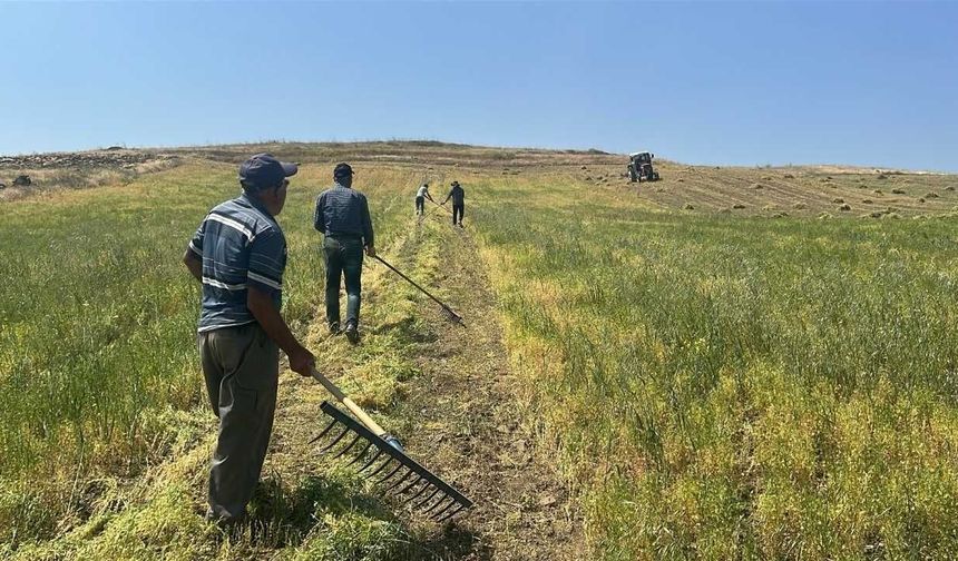 Yağışlar Yozgatlı Çiftçiye Kazandırdı! Mercimekte Rekolte Zirveye Koşuyor