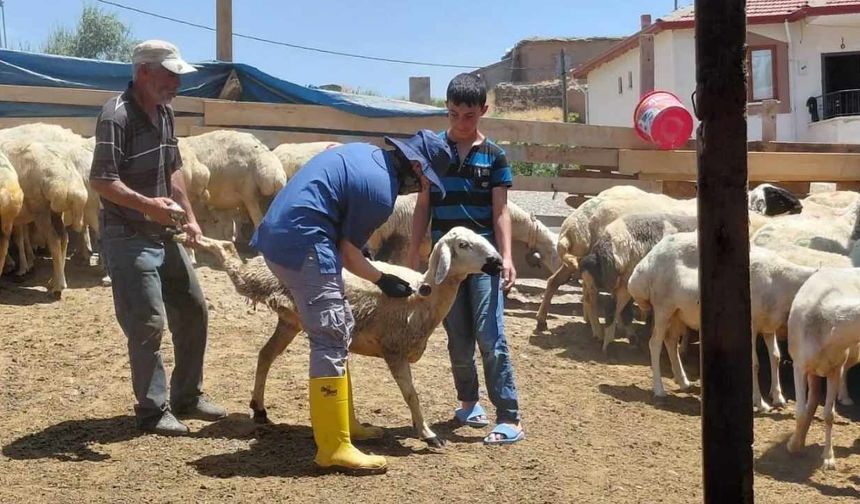 Yerköy'de Hayvan Aşılama Seferberliği Başladı