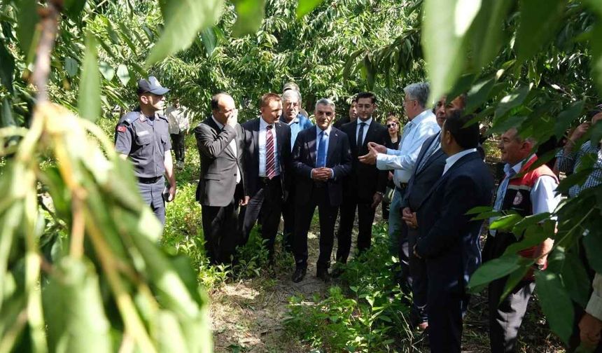 Yozgat Kadışehri'nde 'Kırmızı Altın' Hasadı Başladı
