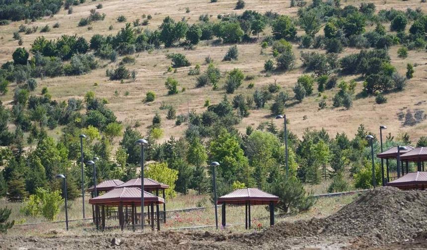 Yozgatlı Vatandaşlar Çayını Doğadan Topluyor