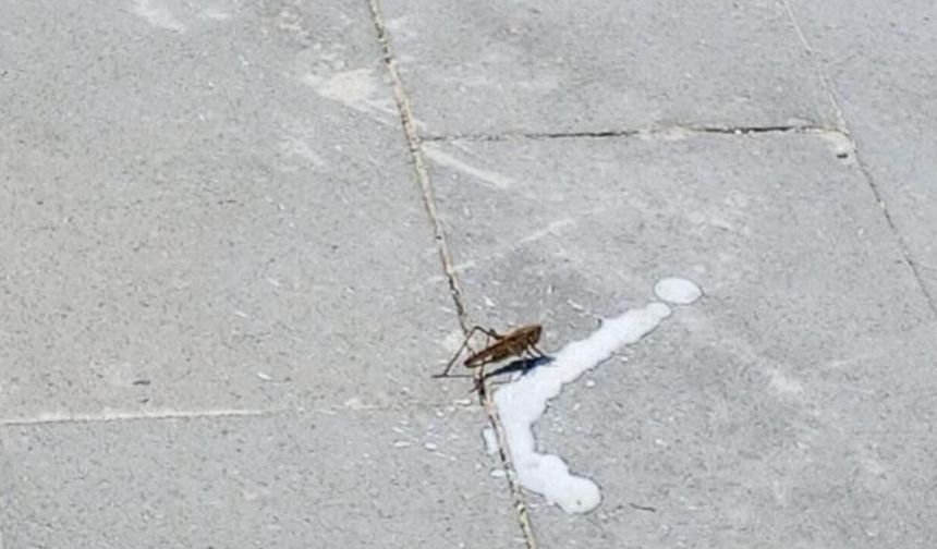 Yozgat'ta Dev Çekirge Görüldü
