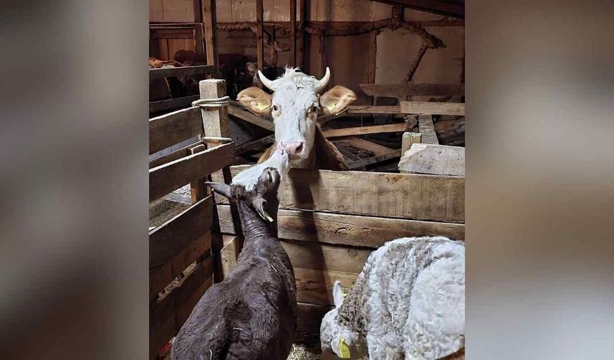Yozgat'ta Hayvancılıkta Maliyetler Gündemde